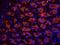 Platelet Factor 4 antibody, orb13449, Biorbyt, Immunofluorescence image 