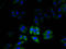Chloride Intracellular Channel 2 antibody, A62294-100, Epigentek, Immunofluorescence image 