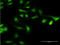 Calcium signal-modulating cyclophilin ligand antibody, LS-C196812, Lifespan Biosciences, Immunofluorescence image 