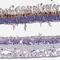 Retinal Degeneration 3, GUCY2D Regulator antibody, HPA029941, Atlas Antibodies, Immunohistochemistry frozen image 