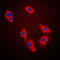 Caspase 9 antibody, LS-C351948, Lifespan Biosciences, Immunofluorescence image 
