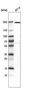 Von Willebrand Factor A Domain Containing 8 antibody, HPA039075, Atlas Antibodies, Western Blot image 