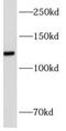 Angiomotin antibody, FNab00366, FineTest, Western Blot image 