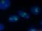 rRNA 2 -O-methyltransferase fibrillarin antibody, 16021-1-AP, Proteintech Group, Immunofluorescence image 