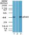 Eukaryotic Translation Initiation Factor 4A1 antibody, PA5-23273, Invitrogen Antibodies, Western Blot image 