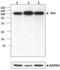 Programmed Cell Death 6 Interacting Protein antibody, TA352527, Origene, Western Blot image 