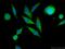 Mme antibody, 22989-1-AP, Proteintech Group, Immunofluorescence image 