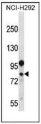 DEAD-Box Helicase 3 Y-Linked antibody, AP51221PU-N, Origene, Western Blot image 