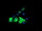 Kga antibody, TA504210, Origene, Immunofluorescence image 