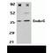 Endonuclease G, mitochondrial antibody, TA306105, Origene, Western Blot image 