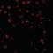Karyopherin Subunit Alpha 3 antibody, orb94588, Biorbyt, Immunocytochemistry image 