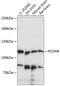 Protocadherin 8 antibody, 15-450, ProSci, Western Blot image 