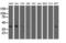 SH3 Domain Containing GRB2 Like 1, Endophilin A2 antibody, GTX83657, GeneTex, Western Blot image 
