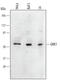 Rhodopsin kinase antibody, MAB4498, R&D Systems, Western Blot image 