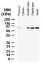BCL2 Associated Athanogene 3 antibody, TA337170, Origene, Western Blot image 