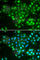 ATP Binding Cassette Subfamily A Member 3 antibody, A6862, ABclonal Technology, Immunofluorescence image 