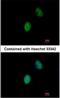 Four And A Half LIM Domains 5 antibody, NBP1-32660, Novus Biologicals, Immunofluorescence image 
