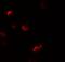 Yippee Like 1 antibody, A16256, Boster Biological Technology, Immunofluorescence image 