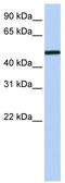 COUP transcription factor 1 antibody, TA338146, Origene, Western Blot image 