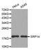 Signal Recognition Particle 14 antibody, MBS129549, MyBioSource, Western Blot image 