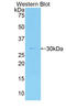 Myosin IG antibody, LS-C298680, Lifespan Biosciences, Western Blot image 