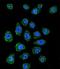 Poly(A) Binding Protein Nuclear 1 Like, Cytoplasmic antibody, LS-C165831, Lifespan Biosciences, Immunofluorescence image 