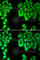 Mucosa-associated lymphoid tissue lymphoma translocation protein 1 antibody, A2144, ABclonal Technology, Immunofluorescence image 