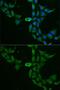 DEAD-Box Helicase 1 antibody, GTX33149, GeneTex, Immunocytochemistry image 