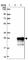 Small Glutamine Rich Tetratricopeptide Repeat Containing Beta antibody, HPA063674, Atlas Antibodies, Western Blot image 