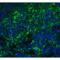 Arrestin 3 antibody, LS-B10265, Lifespan Biosciences, Immunofluorescence image 