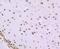 Histone Cluster 1 H1 Family Member C antibody, NBP2-75932, Novus Biologicals, Immunohistochemistry paraffin image 