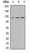 Plakophilin-2 antibody, orb338896, Biorbyt, Western Blot image 