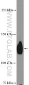 Selectin P Ligand antibody, 23605-1-AP, Proteintech Group, Western Blot image 