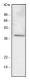 Lymphatic Vessel Endothelial Hyaluronan Receptor 1 antibody, LS-C93820, Lifespan Biosciences, Western Blot image 