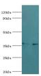 Heterogeneous Nuclear Ribonucleoprotein D antibody, LS-C377437, Lifespan Biosciences, Western Blot image 