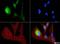 OPA1 Mitochondrial Dynamin Like GTPase antibody, NBP1-71656, Novus Biologicals, Immunofluorescence image 