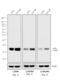 Mouse IgG Fab'2 antibody, 31803, Invitrogen Antibodies, Western Blot image 