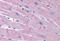 Potassium Two Pore Domain Channel Subfamily K Member 18 antibody, MBS244284, MyBioSource, Immunohistochemistry frozen image 