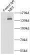 c-met antibody, FNab05134, FineTest, Immunoprecipitation image 