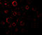 MAP kinase-activating death domain protein antibody, 1150, ProSci, Immunofluorescence image 