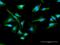 Choline Kinase Alpha antibody, H00001119-D01P, Novus Biologicals, Immunocytochemistry image 