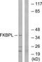 FK506-binding protein-like antibody, TA312661, Origene, Western Blot image 