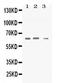 Synapsin II antibody, PA5-80087, Invitrogen Antibodies, Western Blot image 