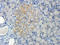 Desmocollin 1 antibody, orb101537, Biorbyt, Immunohistochemistry paraffin image 