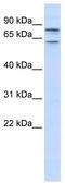 Potassium voltage-gated channel subfamily KQT member 1 antibody, TA337729, Origene, Western Blot image 