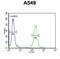 Intraflagellar Transport 43 antibody, abx032498, Abbexa, Flow Cytometry image 