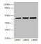 LFNG O-Fucosylpeptide 3-Beta-N-Acetylglucosaminyltransferase antibody, LS-C675986, Lifespan Biosciences, Western Blot image 