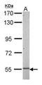 Nuclear Factor I B antibody, GTX105749, GeneTex, Western Blot image 