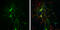 Glutamate-Ammonia Ligase antibody, GTX630654, GeneTex, Immunofluorescence image 