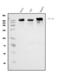 Insulin Like Growth Factor 2 Receptor antibody, M00951-2, Boster Biological Technology, Western Blot image 